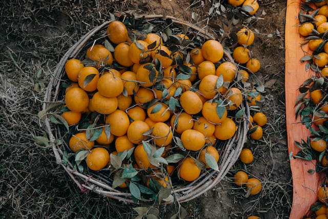 A big basket of oranges lying in a field with their leaves and stems still attached