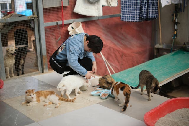 Happy International Cat Day: A man feeding cats at a local shelter