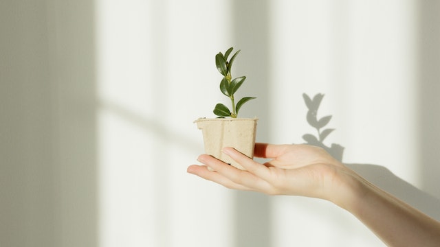 A hand holding up a sprouting plant inside a cardboard planter in the light