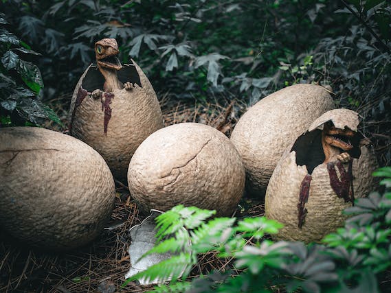 A close-up of a dinosaur nest with five eggs, two of which have hatched