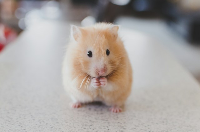An orange hamster nuzzling its paw while sitting on a terrazzo countertop