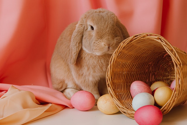 A brown rabbit sitting alongside a fallen basket of chocolate Easter eggs