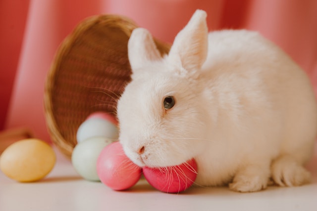 The Easter rabbit sitting alongside a fallen basket of colourful chocolate Easter eggs