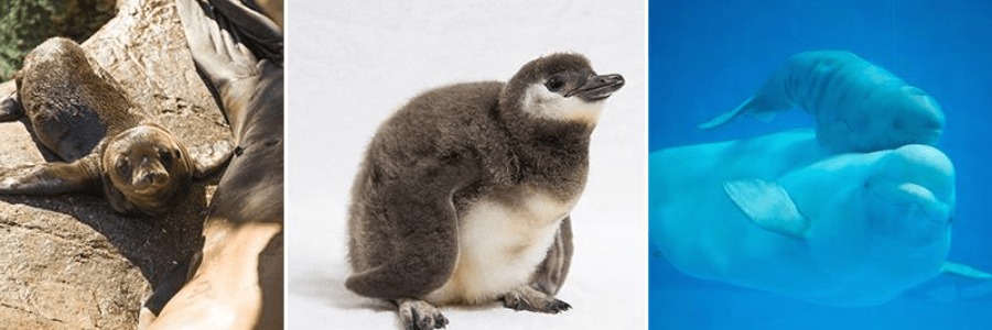 SeaWorld cashback