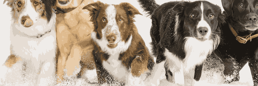 PetSmart cashback
