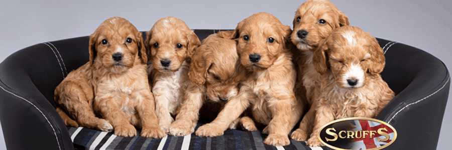 Pets Love Scruffs cashback