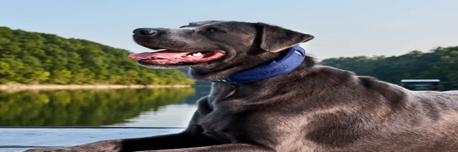 Halo Collar cashback