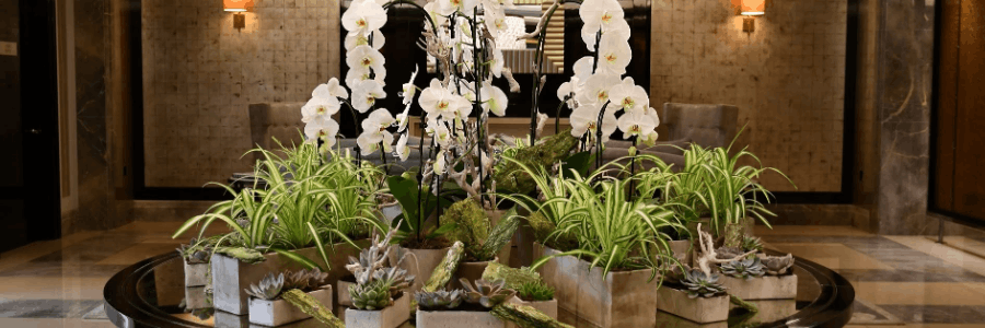 Flowers & Plants Co. cashback