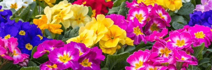Gardening Express cashback