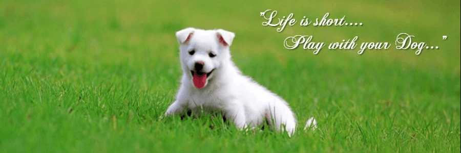 BudgetPetCare cashback