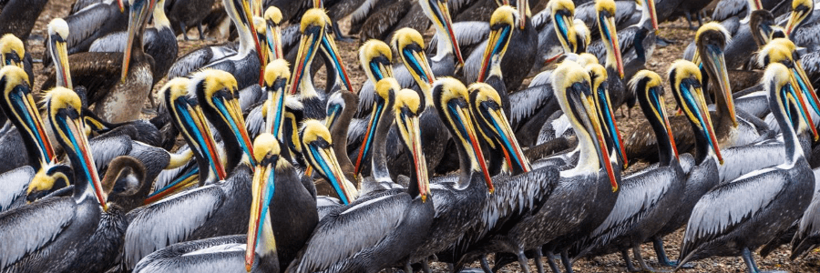Alamy cashback