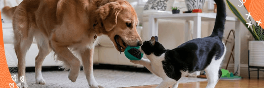 Baxter Boo cashback
