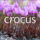 Crocus.co.uk