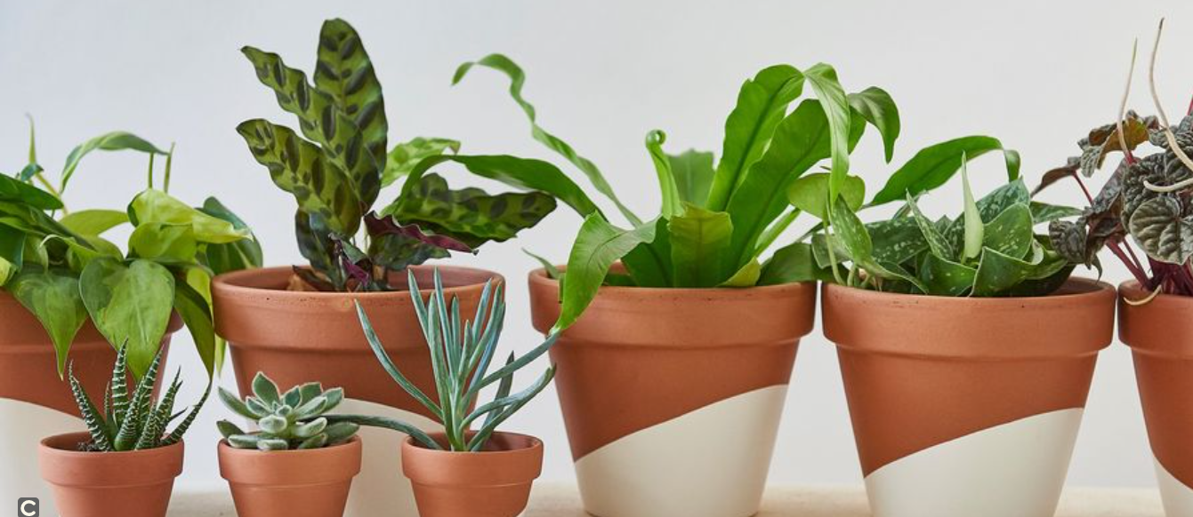 About horti