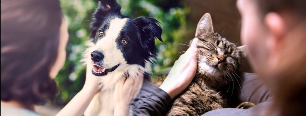 About Pet Drugs Online Homepage