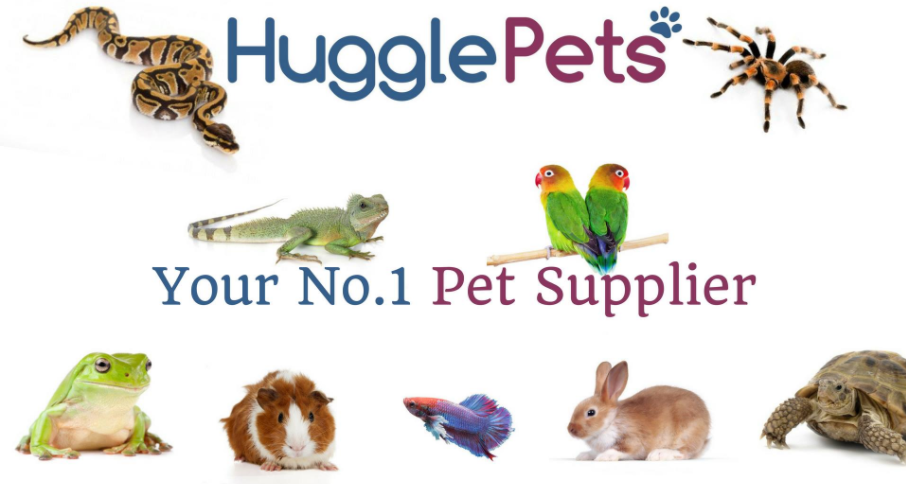 About HugglePets Homepage