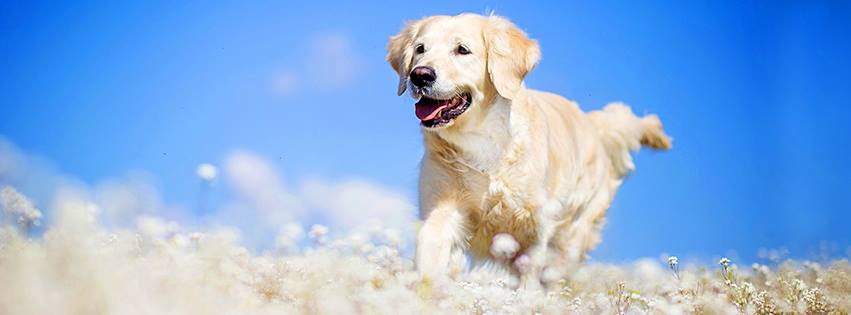 About BudgetPetWorld