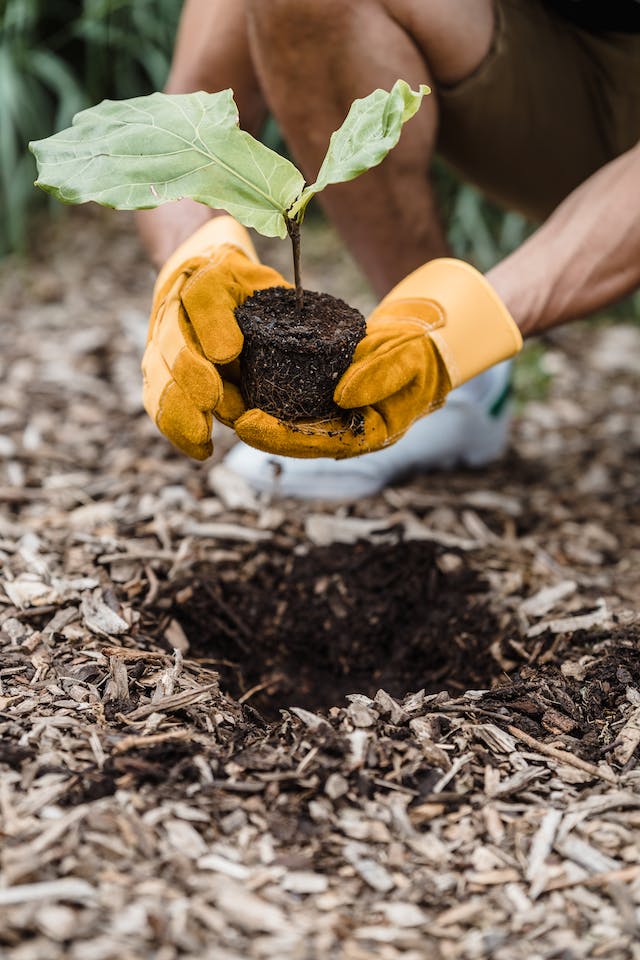 A green seedling being transferred to soil by a gardener wearing yellow gardening gloves.