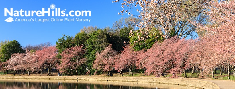 About Nature Hills Nursery Homepage