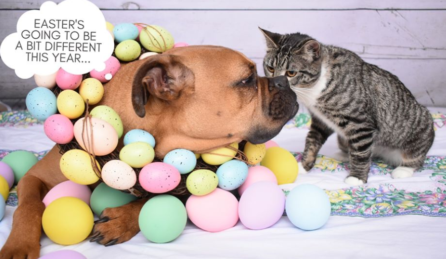 Lucky Pet Supplies Promo Codes October 2023