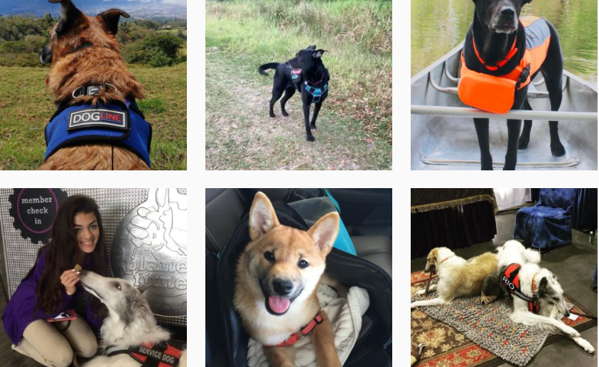 About DOGLINE Homepage