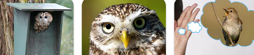 Get inspiration from CJ Wildlife's blog, live cameras, and animal specimens