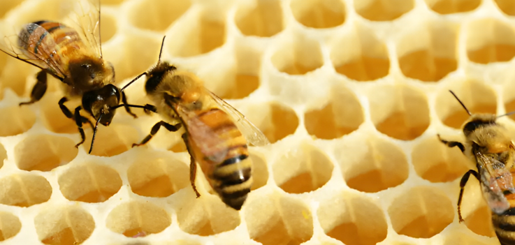 About Royal Honey