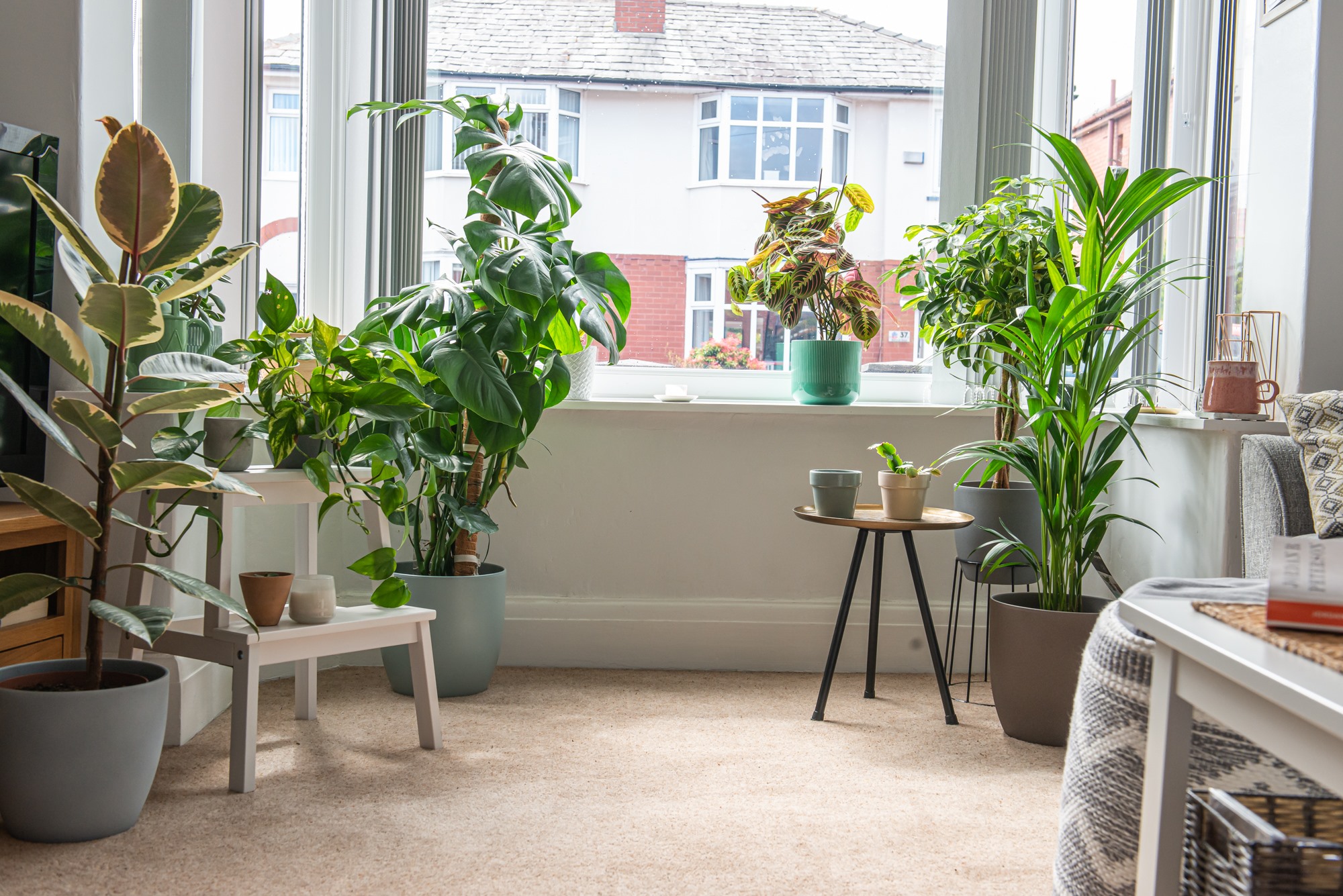 Verified 10 Off OxyPlants Discount Code September 2024