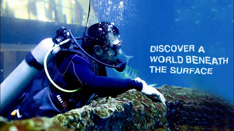 About Dubai Aquarium & Underwater Zoo Homepage