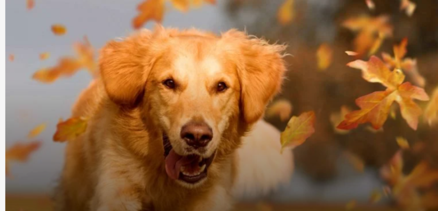 Ein blonder Hund, der im Herbst aufgeregt durch die Natur läuft