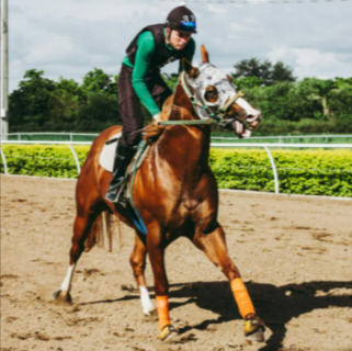 Equestrian riding horse on field