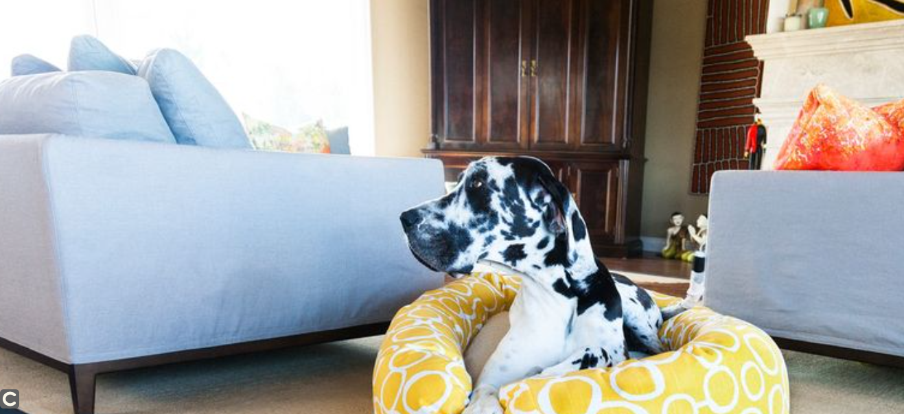 How Do I Use My MAJESTIC PET Promo Code?