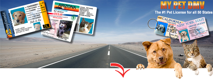 About MyPetDMV Homepage