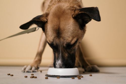 A dog eating dog food from HugglePets that someone saved on with a HugglePets voucher code