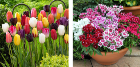 Seasonal flowers to buy