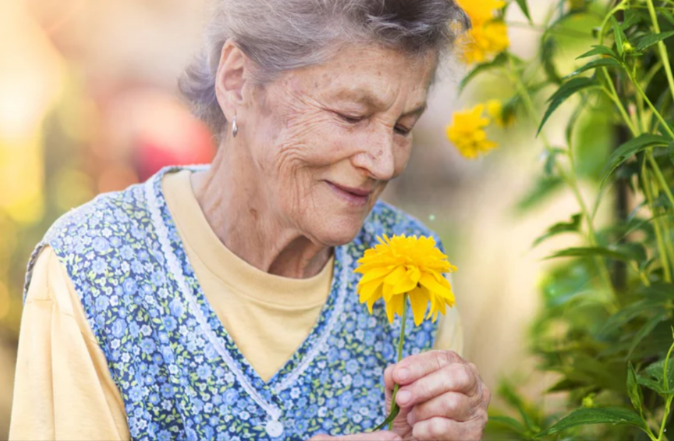 An elderly lady woman gardening in the afternoon and smelling her flowers while wearing her PPP taking dare digital personal alarm for her safety