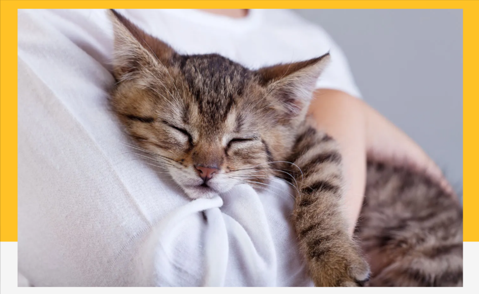 30 Off Petbarn Coupon Codes Petbarn Discount Codes