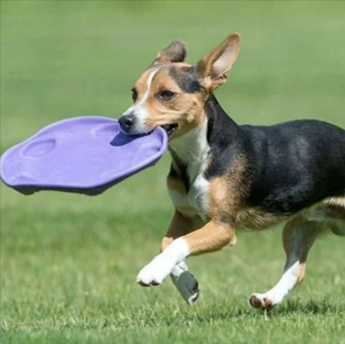 A dog playing in the park with a purple dog toy from Ethical Superstore