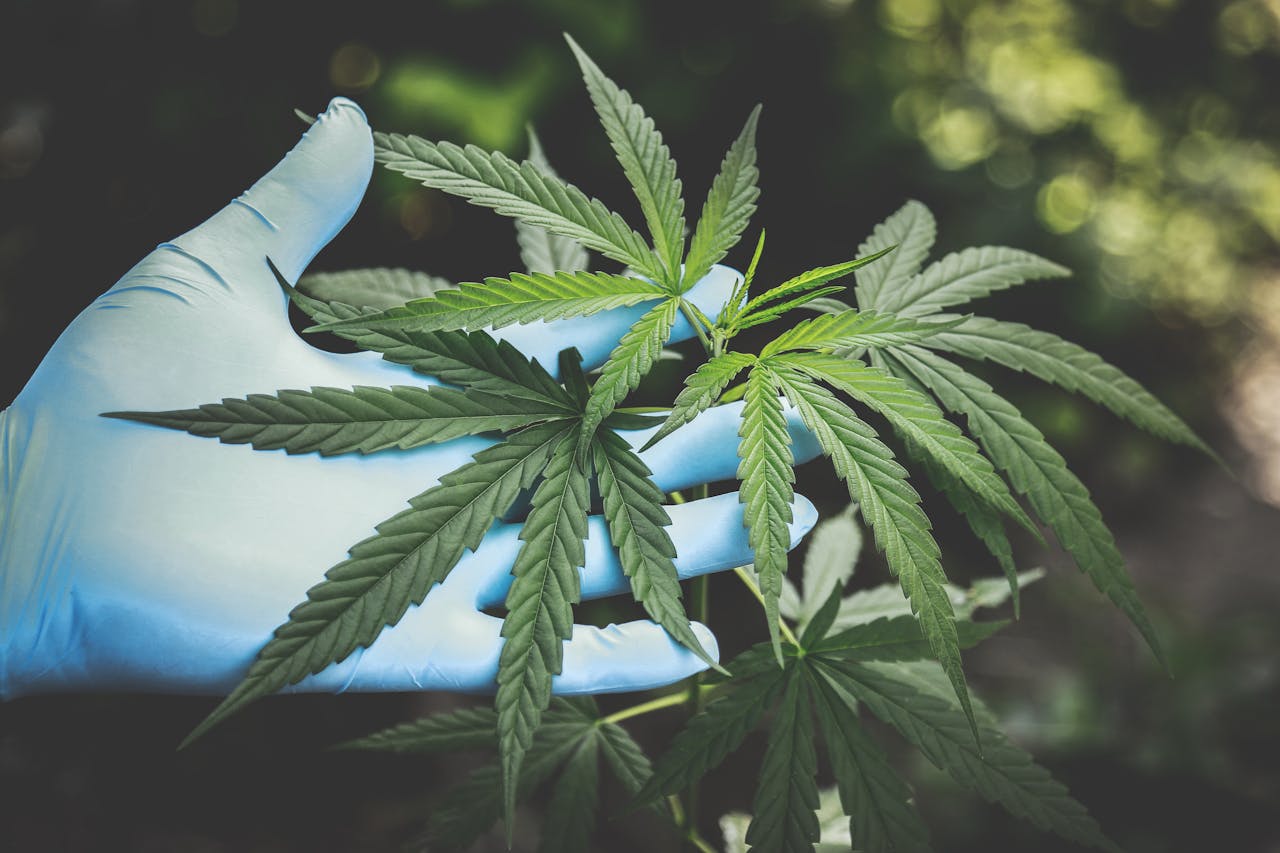 Human hand wearing gloves holding a bunch of hemp plants with a blurry background.