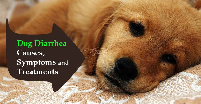 About Budgetvetcare Homepage