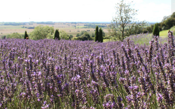 About Lavender World Homepage