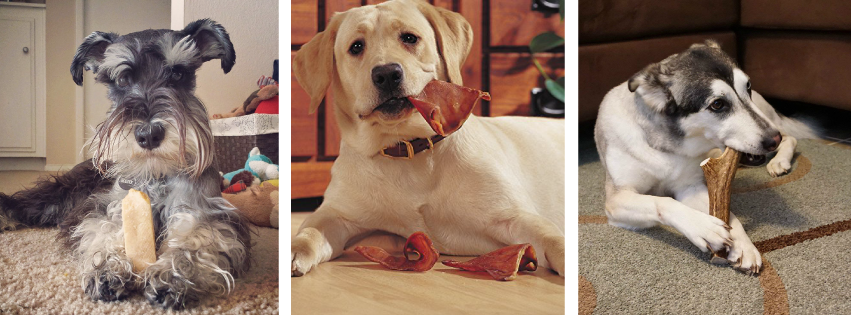 About EcoKind Pet Treats Homepage