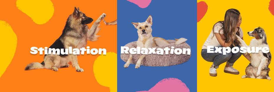 About DOGTV Homepage