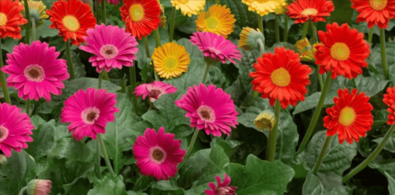 An example of the flowers you can save on with a Gardening Direct discount code