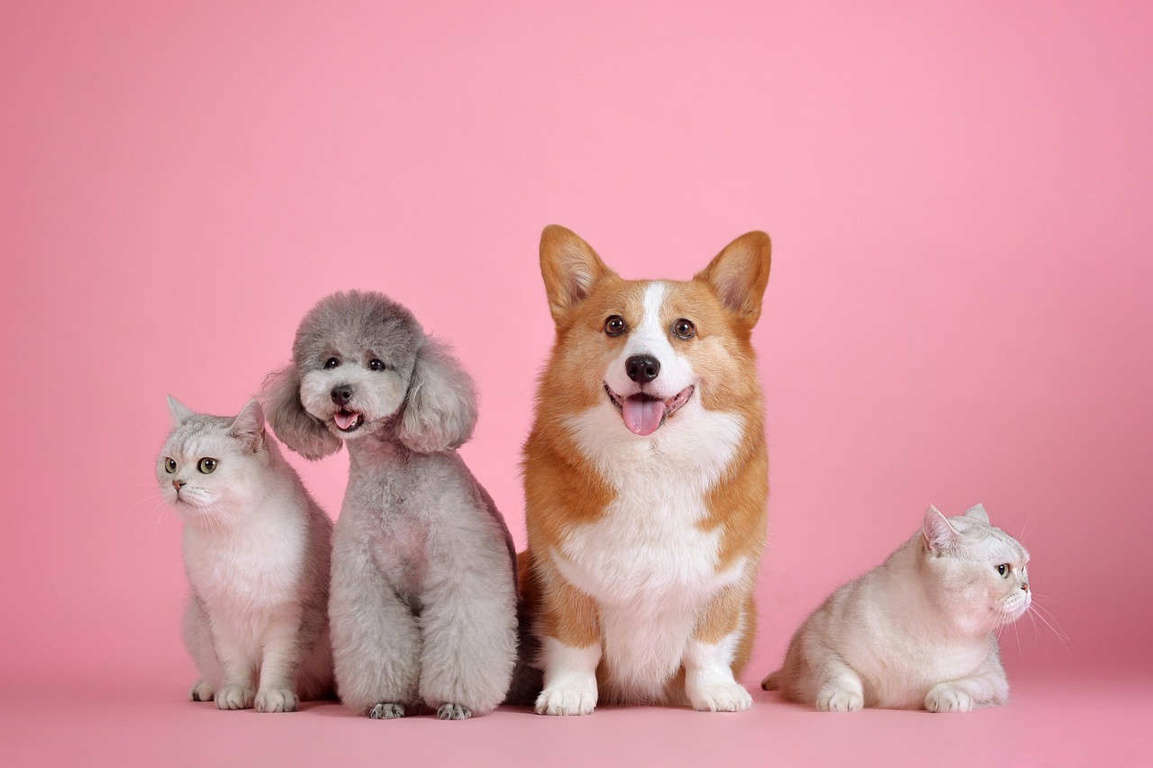 Two cats and two different types of dogs sitting next to each other facing one direction.