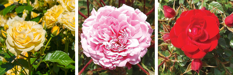 Harkness Roses patio flowers displayed for customers at good price tags
