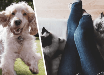 A collage of a fluffy white dog with brown ears and a black and white cat resting next to a person's leg