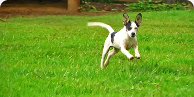 image showing a running dog