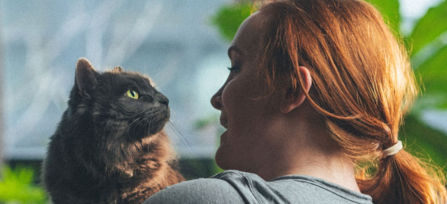 About Figo Pet Homepage