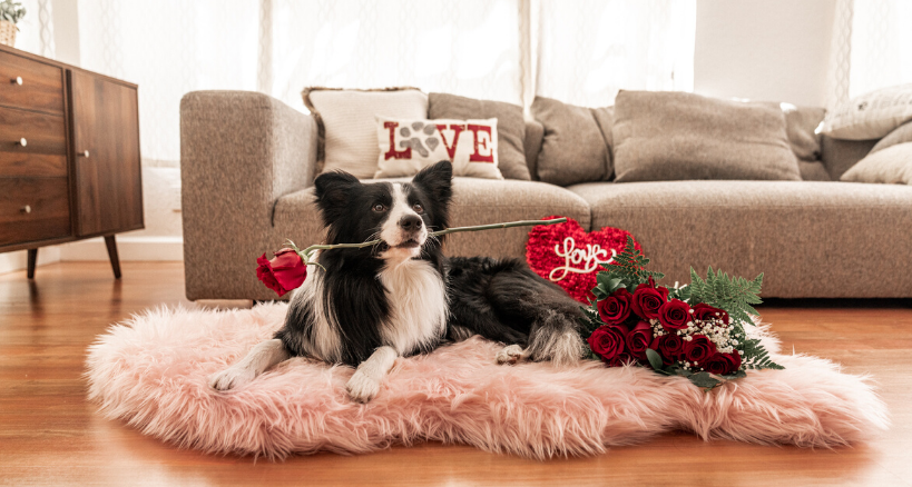 About Paw.com Homepage